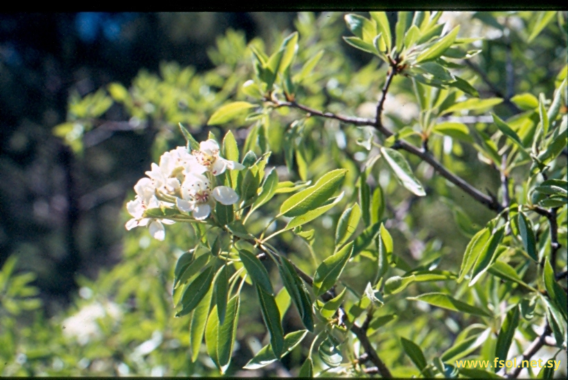 Prunus avium L.